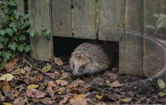 Igel nutzt einen bodennahen Durchgang unter einem hölzernen Gartenzaun; Thema Gartenbeleuchtung, Schwerpunkt Winterlager; Umsetzung.