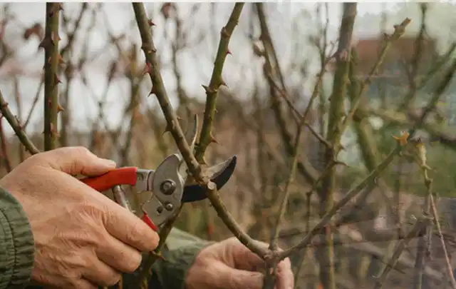 Hände schneiden einen älteren Rosenstrauch mit einer sauberen Gartenschere; Thema Gartengeräte, Schwerpunkt Themenwelt; Kontrolle.