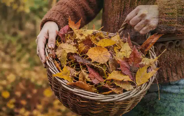 Person sammelt farbiges Herbstlaub in einem geflochtenen Gartenkorb; Thema Gartenkalender, Schwerpunkt Ratgeber; Ergebnis.