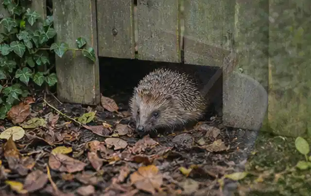 Igel nutzt einen bodennahen Durchgang unter einem hölzernen Gartenzaun; Thema Gartenlounges, Schwerpunkt Anwendung; Ausgangslage.