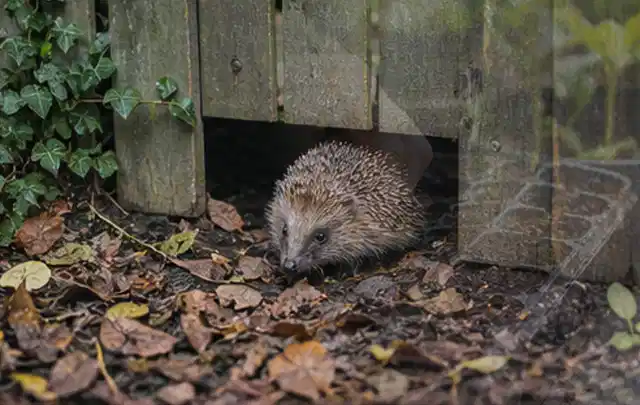 Igel nutzt einen bodennahen Durchgang unter einem hölzernen Gartenzaun; Thema Gartenlounges, Schwerpunkt Dimensionierung; Ausgangslage.