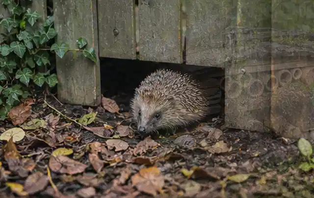 Igel nutzt einen bodennahen Durchgang unter einem hölzernen Gartenzaun; Thema Gartenlounges, Schwerpunkt Ersatzteile; Praxisalltag.