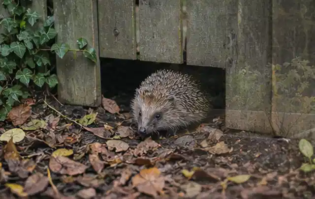 Igel nutzt einen bodennahen Durchgang unter einem hölzernen Gartenzaun; Thema Gartenlounges, Schwerpunkt Fehlerhilfe; Praxisalltag.