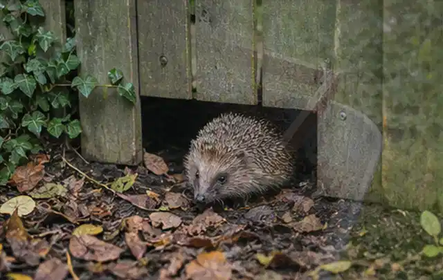 Igel nutzt einen bodennahen Durchgang unter einem hölzernen Gartenzaun; Thema Gartenlounges, Schwerpunkt Gärten mit kleiner Fläche; Ergebnis.