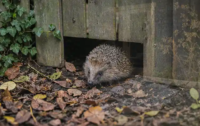 Igel nutzt einen bodennahen Durchgang unter einem hölzernen Gartenzaun; Thema Gartenlounges, Schwerpunkt Kaufberatung; Ausgangslage.