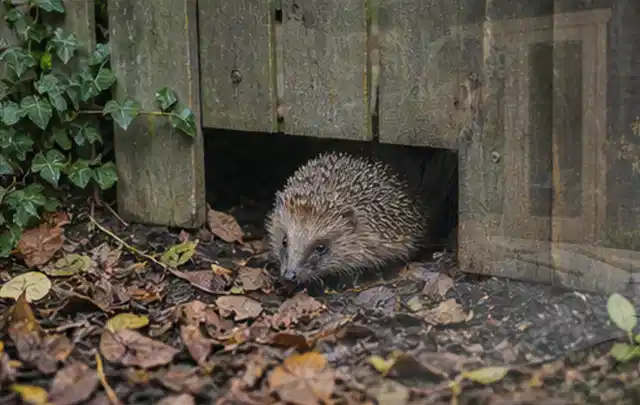 Igel nutzt einen bodennahen Durchgang unter einem hölzernen Gartenzaun; Thema Gartenlounges, Schwerpunkt Nachhaltigkeit; Ausgangslage.