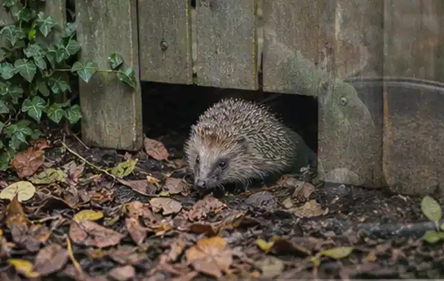 Igel nutzt einen bodennahen Durchgang unter einem hölzernen Gartenzaun; Thema Gartenlounges, Schwerpunkt Reinigung; Kontrolle.