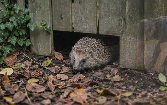 Igel nutzt einen bodennahen Durchgang unter einem hölzernen Gartenzaun; Thema Gartenlounges, Schwerpunkt Reparatur; Ausgangslage.