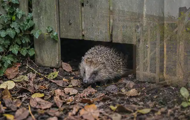 Igel nutzt einen bodennahen Durchgang unter einem hölzernen Gartenzaun; Thema Gartenlounges, Schwerpunkt Systemvergleich; Praxisalltag.