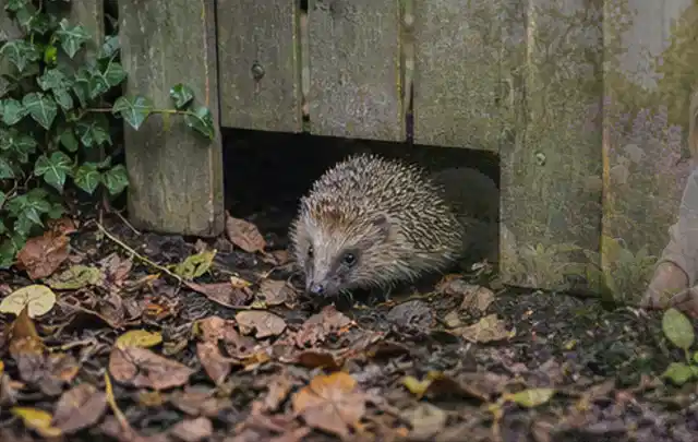 Igel nutzt einen bodennahen Durchgang unter einem hölzernen Gartenzaun; Thema Gartenlounges, Schwerpunkt Vergleich; Kontrolle.