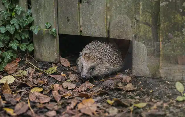 Igel nutzt einen bodennahen Durchgang unter einem hölzernen Gartenzaun; Thema Gartenlounges, Schwerpunkt Winterlager; Ausgangslage.