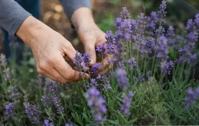 Hände pflegen blühenden Lavendel in einem natürlich angelegten Gartenbeet; Thema Gartenpflanzen, Schwerpunkt Bewässerung; Ausgangslage.