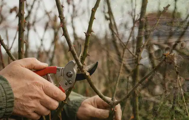 Hände schneiden einen älteren Rosenstrauch mit einer sauberen Gartenschere; Thema Gartenpflanzen, Schwerpunkt Bewässerung; Ergebnis.