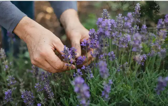 Hände pflegen blühenden Lavendel in einem natürlich angelegten Gartenbeet; Thema Gartenpflanzen, Schwerpunkt Boden; Ausgangslage.