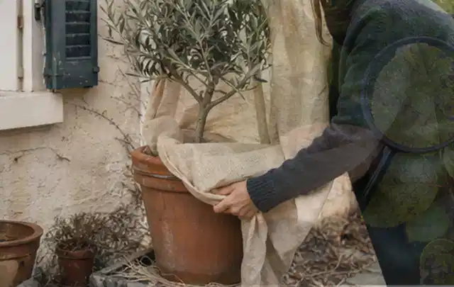 Person umhüllt eine mediterrane Kübelpflanze mit atmungsaktivem Winterschutz; Thema Gartenpflanzen, Schwerpunkt Boden; Umsetzung.