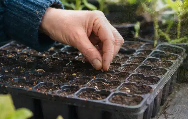 Hand legt einzelne Samen in vorbereitete Anzuchtschalen mit lockerer Erde; Thema Gartenpflanzen, Schwerpunkt Boden; Praxisalltag.
