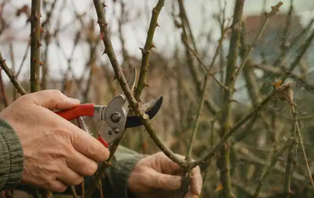 Hände schneiden einen älteren Rosenstrauch mit einer sauberen Gartenschere; Thema Gartenpflanzen, Schwerpunkt Düngung; Ausgangslage.