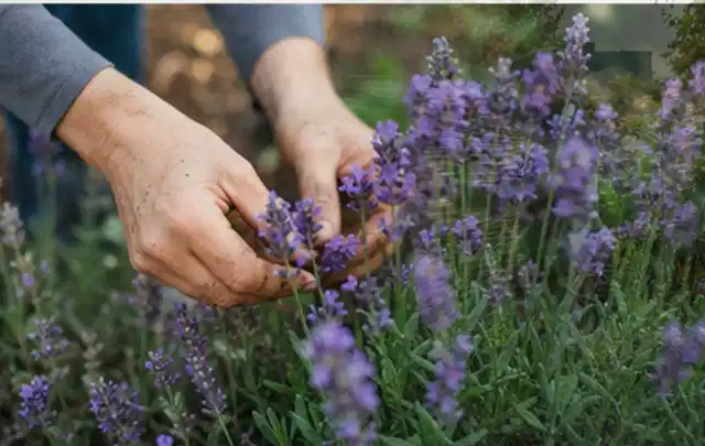 Hände pflegen blühenden Lavendel in einem natürlich angelegten Gartenbeet; Thema Gartenpflanzen, Schwerpunkt Düngung; Praxisalltag.