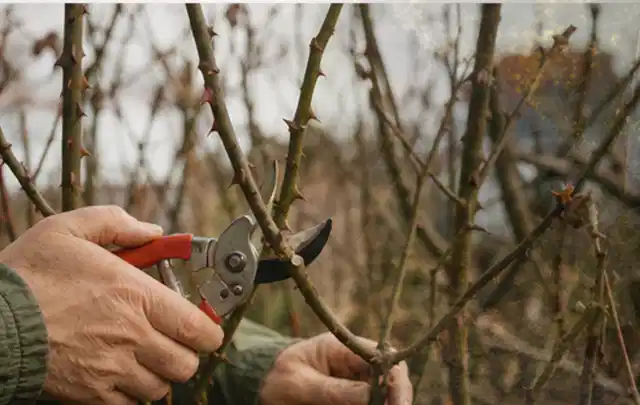 Hände schneiden einen älteren Rosenstrauch mit einer sauberen Gartenschere; Thema Gartenpflanzen, Schwerpunkt Einsteigerwissen; Umsetzung.