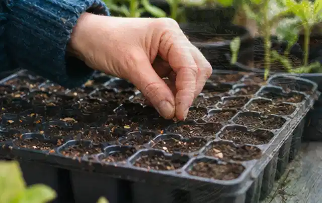 Hand legt einzelne Samen in vorbereitete Anzuchtschalen mit lockerer Erde; Thema Gartenpflanzen, Schwerpunkt Einsteigerwissen; Kontrolle.