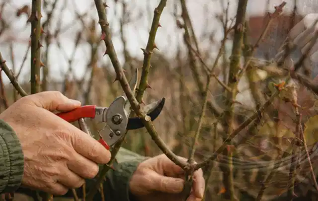Hände schneiden einen älteren Rosenstrauch mit einer sauberen Gartenschere; Thema Gartenpflanzen, Schwerpunkt Fehlerhilfe; Ausgangslage.