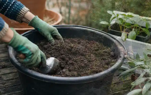 Behandschuhte Hände bereiten lockere Pflanzerde in einem großen Kübel vor; Thema Gartenpflanzen, Schwerpunkt Fehlerhilfe; Umsetzung.