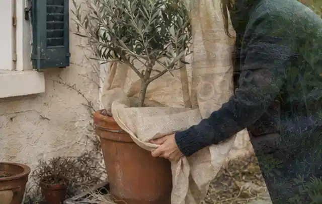 Person umhüllt eine mediterrane Kübelpflanze mit atmungsaktivem Winterschutz; Thema Gartenpflanzen, Schwerpunkt Fehlerhilfe; Ergebnis.