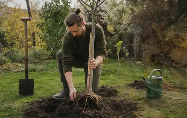 Person setzt einen jungen Zierbaum in ein vorbereitetes Pflanzloch im Garten; Thema Gartenpflanzen, Schwerpunkt Jahrespflege; Ausgangslage.