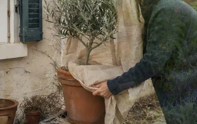 Person umhüllt eine mediterrane Kübelpflanze mit atmungsaktivem Winterschutz; Thema Gartenpflanzen, Schwerpunkt Jahrespflege; Umsetzung.