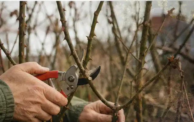 Hände schneiden einen älteren Rosenstrauch mit einer sauberen Gartenschere; Thema Gartenpflanzen, Schwerpunkt Jahrespflege; Ergebnis.