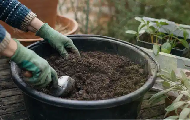 Behandschuhte Hände bereiten lockere Pflanzerde in einem großen Kübel vor; Thema Gartenpflanzen, Schwerpunkt Jahrespflege; Praxisalltag.