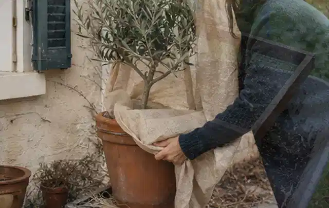 Person umhüllt eine mediterrane Kübelpflanze mit atmungsaktivem Winterschutz; Thema Gartenpflanzen, Schwerpunkt Kaufberatung; Kontrolle.