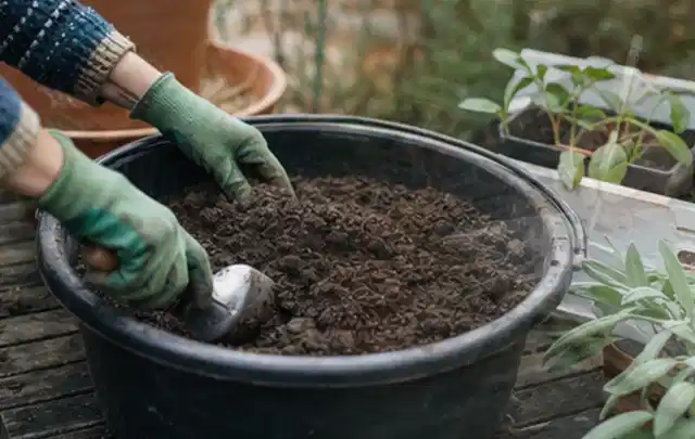 Behandschuhte Hände bereiten lockere Pflanzerde in einem großen Kübel vor; Thema Gartenpflanzen, Schwerpunkt Kaufberatung; Praxisalltag.