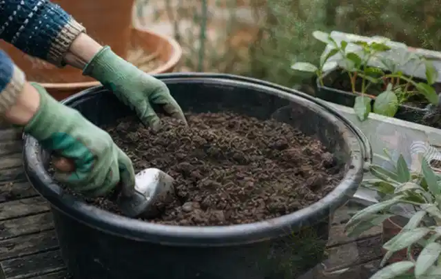 Behandschuhte Hände bereiten lockere Pflanzerde in einem großen Kübel vor; Thema Gartenpflanzen, Schwerpunkt Pflanzen; Ausgangslage.