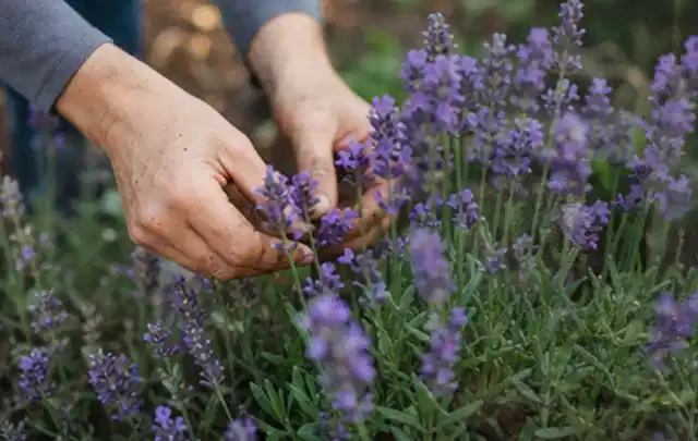 Hände pflegen blühenden Lavendel in einem natürlich angelegten Gartenbeet; Thema Gartenpflanzen, Schwerpunkt Pflanzen; Kontrolle.