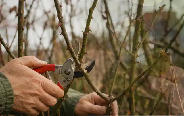 Hände schneiden einen älteren Rosenstrauch mit einer sauberen Gartenschere; Thema Gartenpflanzen, Schwerpunkt Pflanzen; Ergebnis.