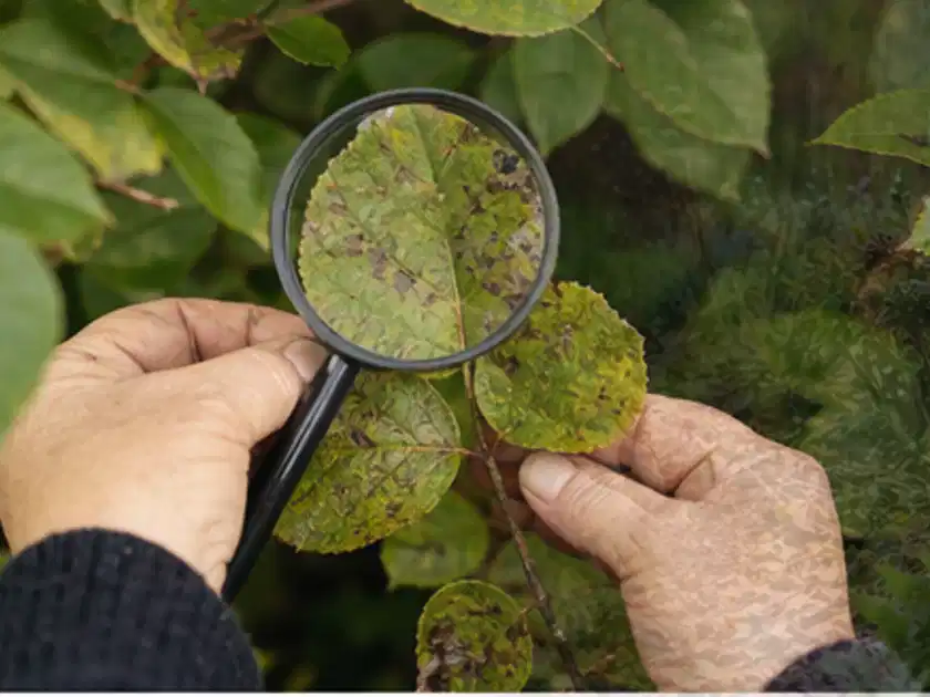 Hand untersucht ein sichtbar verändertes Pflanzenblatt mit einer Vergrößerungslupe; Thema Gartenpflanzen, Schwerpunkt Pflanzengesundheit; Titelbild.