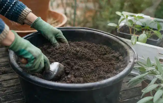Behandschuhte Hände bereiten lockere Pflanzerde in einem großen Kübel vor; Thema Gartenpflanzen, Schwerpunkt Pflanzengesundheit; Umsetzung.