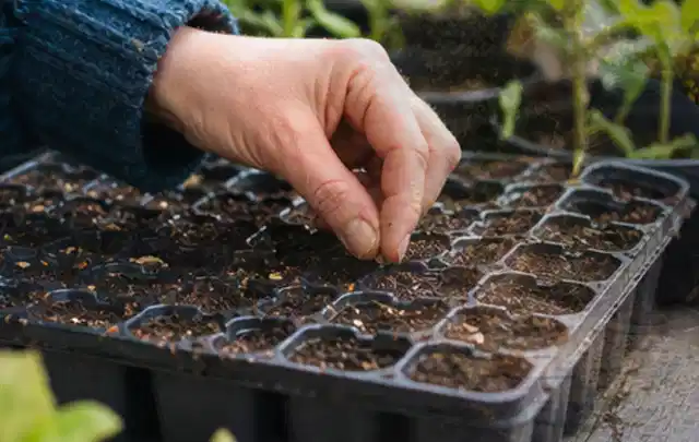 Hand legt einzelne Samen in vorbereitete Anzuchtschalen mit lockerer Erde; Thema Gartenpflanzen, Schwerpunkt Pflanzengesundheit; Kontrolle.
