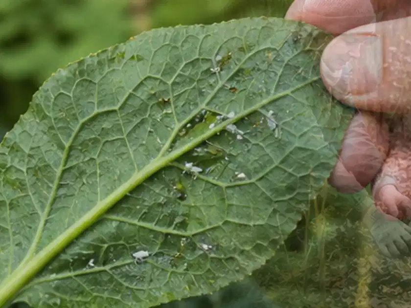 Hand hält ein Blatt mit kleinen hellen Schädlingen auf der Unterseite; Thema Gartenpflanzen, Schwerpunkt Pflanzenschutz; Titelbild.