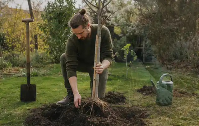 Person setzt einen jungen Zierbaum in ein vorbereitetes Pflanzloch im Garten; Thema Gartenpflanzen, Schwerpunkt Pflanzenschutz; Ausgangslage.