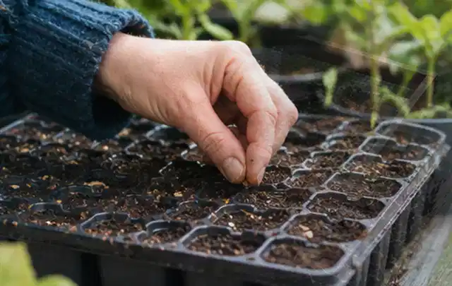 Hand legt einzelne Samen in vorbereitete Anzuchtschalen mit lockerer Erde; Thema Gartenpflanzen, Schwerpunkt Pflanzenschutz; Umsetzung.