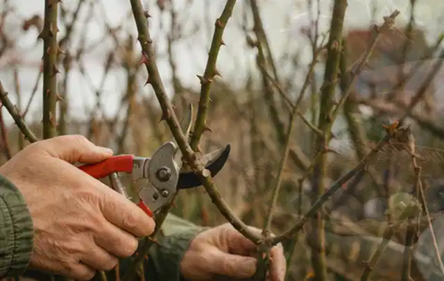 Hände schneiden einen älteren Rosenstrauch mit einer sauberen Gartenschere; Thema Gartenpflanzen, Schwerpunkt Pflanzenschutz; Kontrolle.