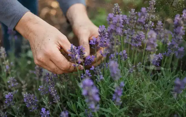 Hände pflegen blühenden Lavendel in einem natürlich angelegten Gartenbeet; Thema Gartenpflanzen, Schwerpunkt Pflanzenschutz; Ergebnis.