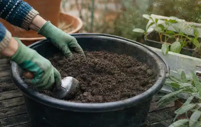 Behandschuhte Hände bereiten lockere Pflanzerde in einem großen Kübel vor; Thema Gartenpflanzen, Schwerpunkt Pflanzpartner; Ausgangslage.