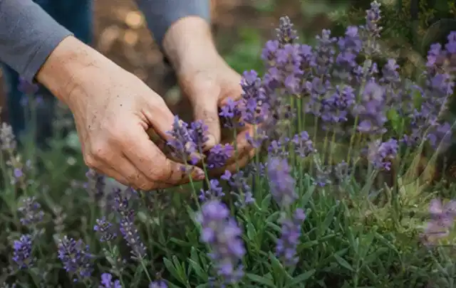 Hände pflegen blühenden Lavendel in einem natürlich angelegten Gartenbeet; Thema Gartenpflanzen, Schwerpunkt Pflanzpartner; Umsetzung.
