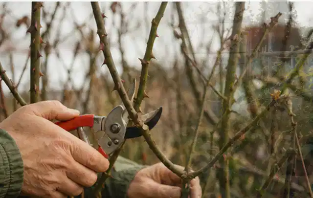 Hände schneiden einen älteren Rosenstrauch mit einer sauberen Gartenschere; Thema Gartenpflanzen, Schwerpunkt Problemlösung; Umsetzung.