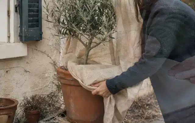 Person umhüllt eine mediterrane Kübelpflanze mit atmungsaktivem Winterschutz; Thema Gartenpflanzen, Schwerpunkt Problemlösung; Praxisalltag.