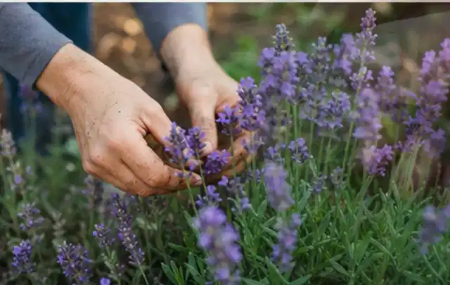 Hände pflegen blühenden Lavendel in einem natürlich angelegten Gartenbeet; Thema Gartenpflanzen, Schwerpunkt Rückschnitt; Umsetzung.