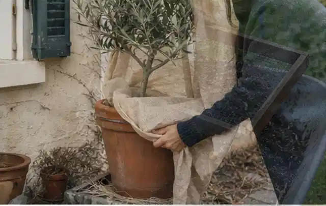 Person umhüllt eine mediterrane Kübelpflanze mit atmungsaktivem Winterschutz; Thema Gartenpflanzen, Schwerpunkt Rückschnitt; Ergebnis.